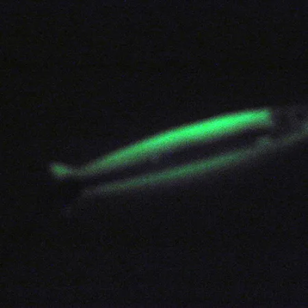 Silver Horde Coho Killer UV Glow Lepel, Wit/Groen, 5g, UV-Glow, #3004