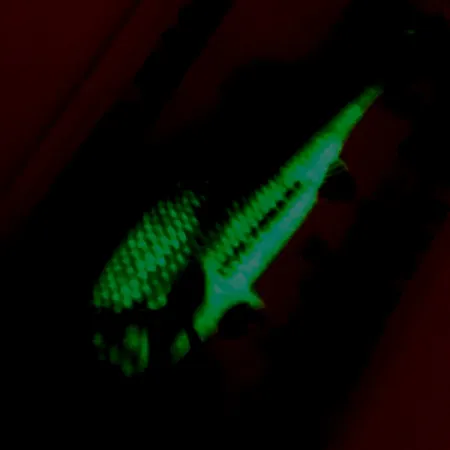 Northland Live Forage Glow Lepel, Regenboogvis, 7g, Messing, #5140