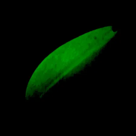 Lepel TODDCO Main liner Glow UV, Wit/Geel/Nikkel, 21g, UV, #5698