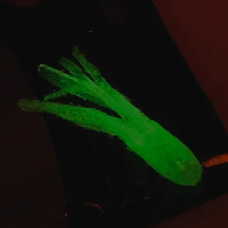 Bass Pro Shops Squermin' Squirts Tube, Wit Glow, 3.5cm, Glow, #6094